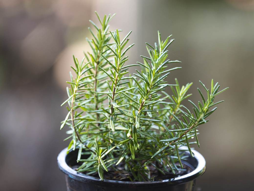  Trikovi za bolju koncentraciju: Stavite dvije stvari na radni sto i odmah ćete biti fokusiraniji i uspješniji! 