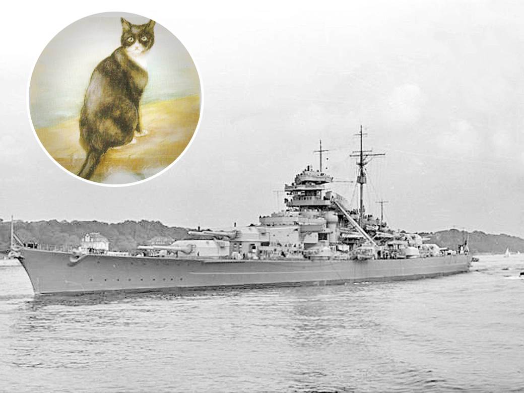  Mačor koji je stvarno imao 9 života: Potopljeni svi brodovi na kojima je boravio, ali on je uvijek izlazio nepovrijeđen 