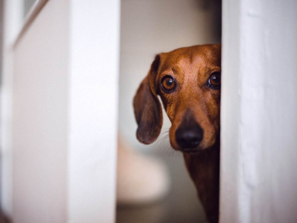  Ljubimci i petarde: Ako su vam komšije bezdušnici, evo šta možete da uradite da smirite životinju 