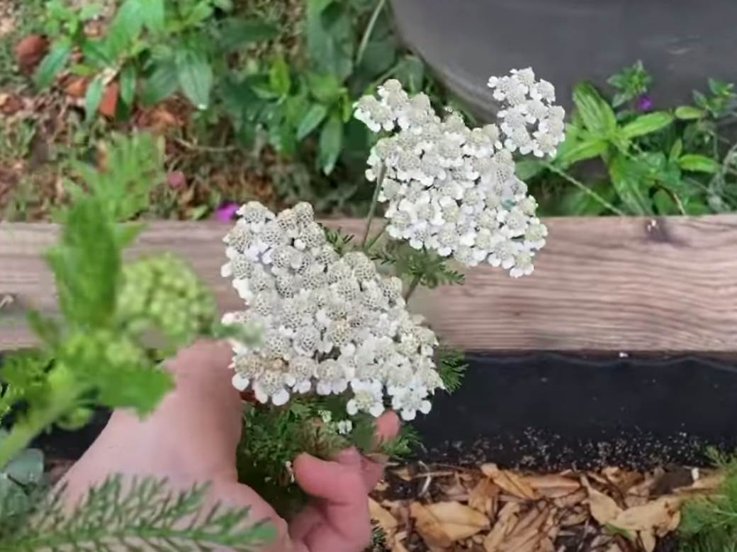  Prirodni lijekovi za pritisak i holesterol: Ove biljke su "čudo" ako živite pod stresom i ne hranite se pravilno! 