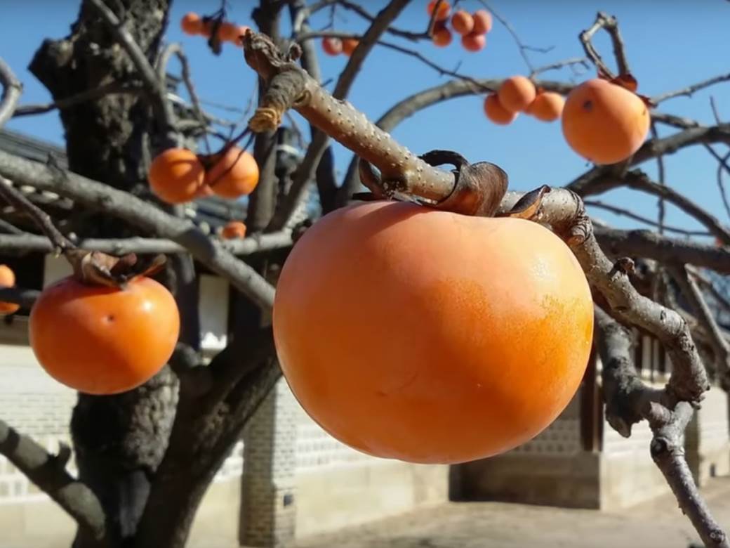  Liči na paradajz i krcata je vitaminom C:  Japanci je stalno jedu zimi za imunitet 