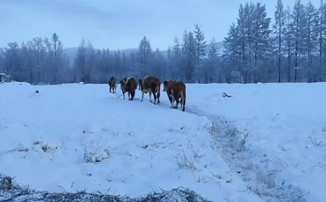  Ekstremna hladnoća! Slijedi najsurovija Nova godina u Sibiru: Očekuje se da bude čak MINUS 50 stepeni! 