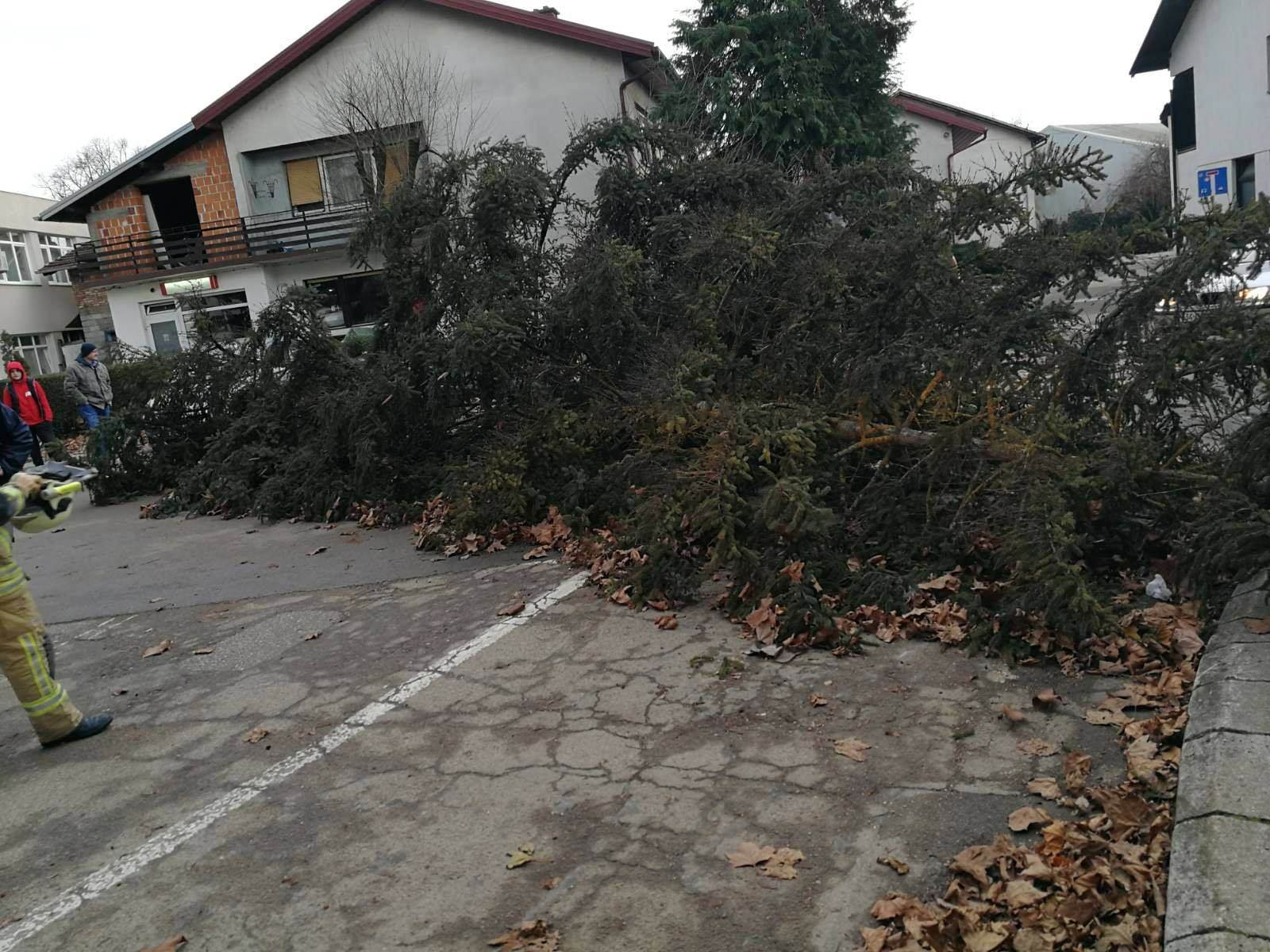  Problemi i u Prijedoru: Srušila se smreka visoka petnaestak metara (FOTO) 