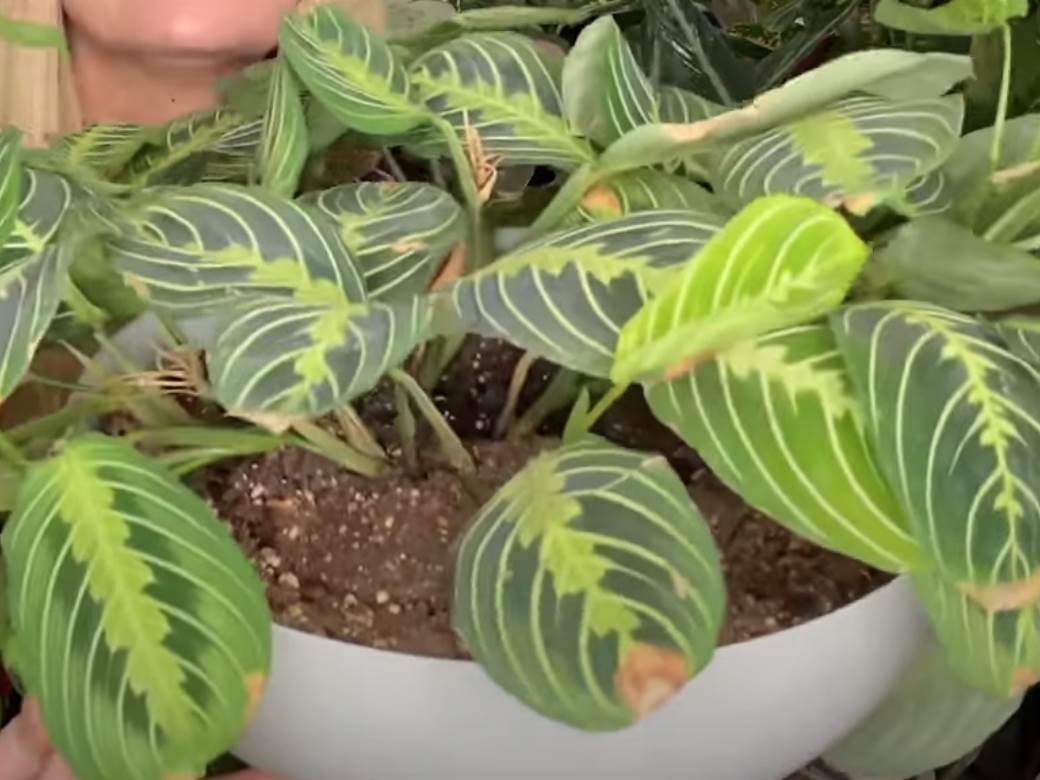  Najbolja sobna biljka: Privlači sreću i zahvalnost, ime je dobila po neobičnoj stvari koju "radi" noću! 