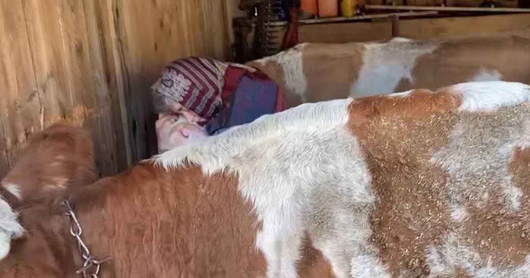  Baka Milica je osvojila svima srce nakon potresa zbog krava: "One su mi kao djeca" 