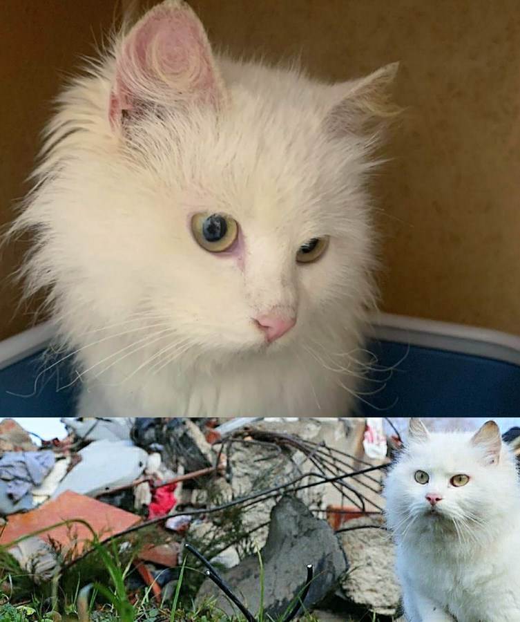  Tuga: Maca s posebnim potrebama izgubila porodicu u zemljotresu 