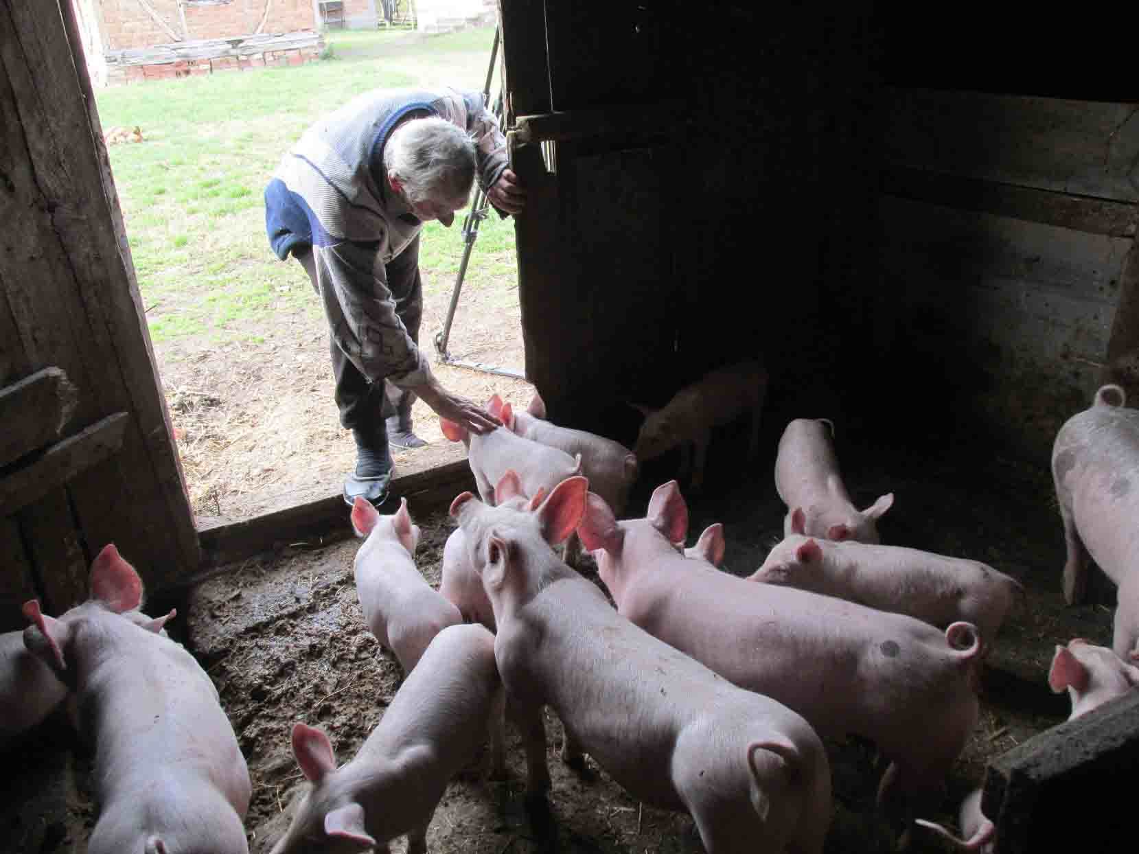  Svinjari na mukama: Virus "ugasio" proslave, cijena mesa pala na 2,5 KM 