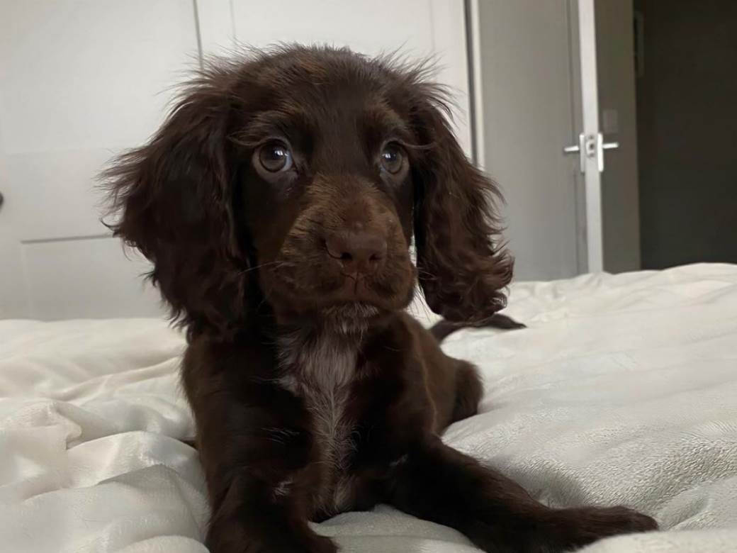  Najslađe štene ima 7,5 miliona pregleda: Dobro pogledajte, istopićete se kada primjetite neočekivani detalj! (VIDEO) 