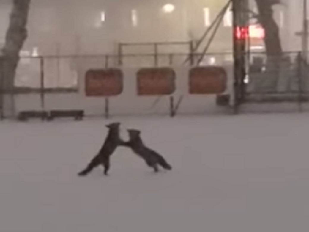  Neobičan prizor na stadionu u Banjaluci: Dvije lisice izvele "performans" na snijegu (VIDEO) 
