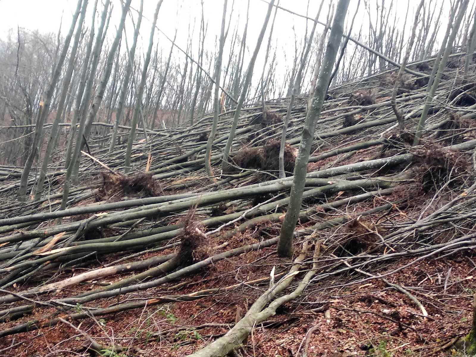  Stabla stradala od ledene kiše: Najavljena sanacija šume na Banj brdu 