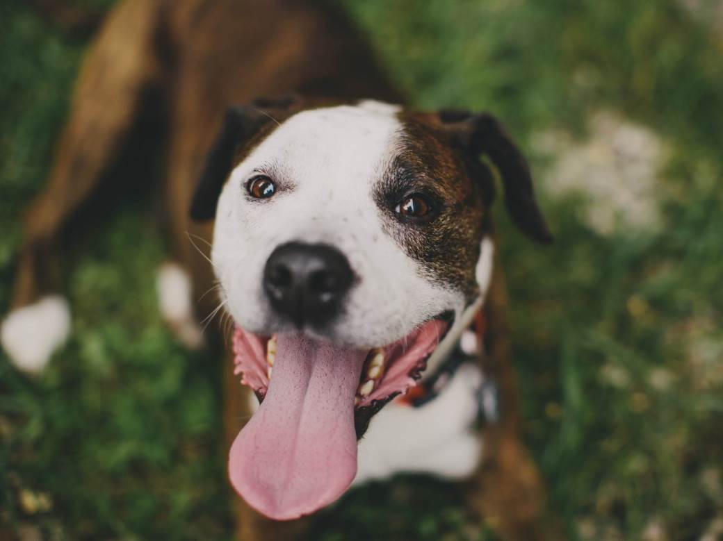  Istina i predrasude o pitbulovima: Kako da znate da li je ovo pas za vas? 