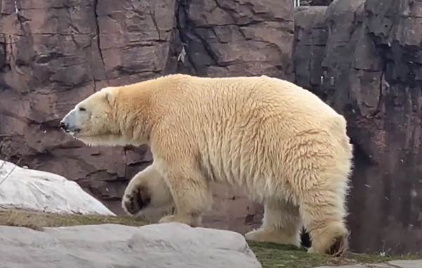  Horor u američkom zoo vrtu: Polarni medvjed ubio ženku dok je pokušavao da se pari 
