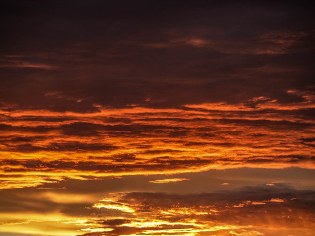  Misteriozna smrt velikog broja kondora! Jednoj od najvećih ptica na svijetu prijeti izumiranje, ostalo ih je još malo! 