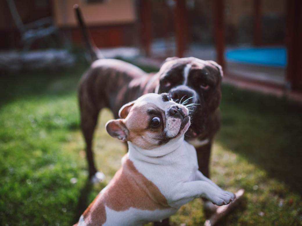  Istraživanje pokazalo: Psi se igraju s drugim psima kako bi ugodili vlasniku 