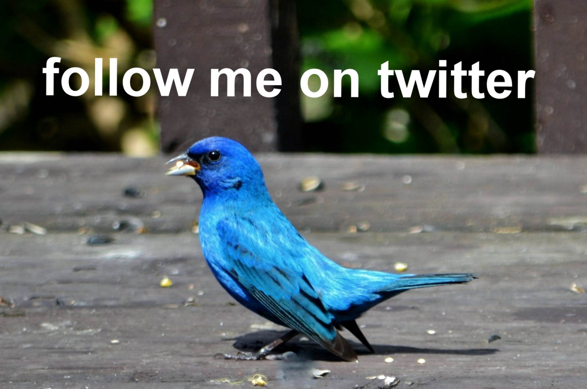  Pet Twitter profila koji će vam uljepšati dan! (FOTO, VIDEO) 
