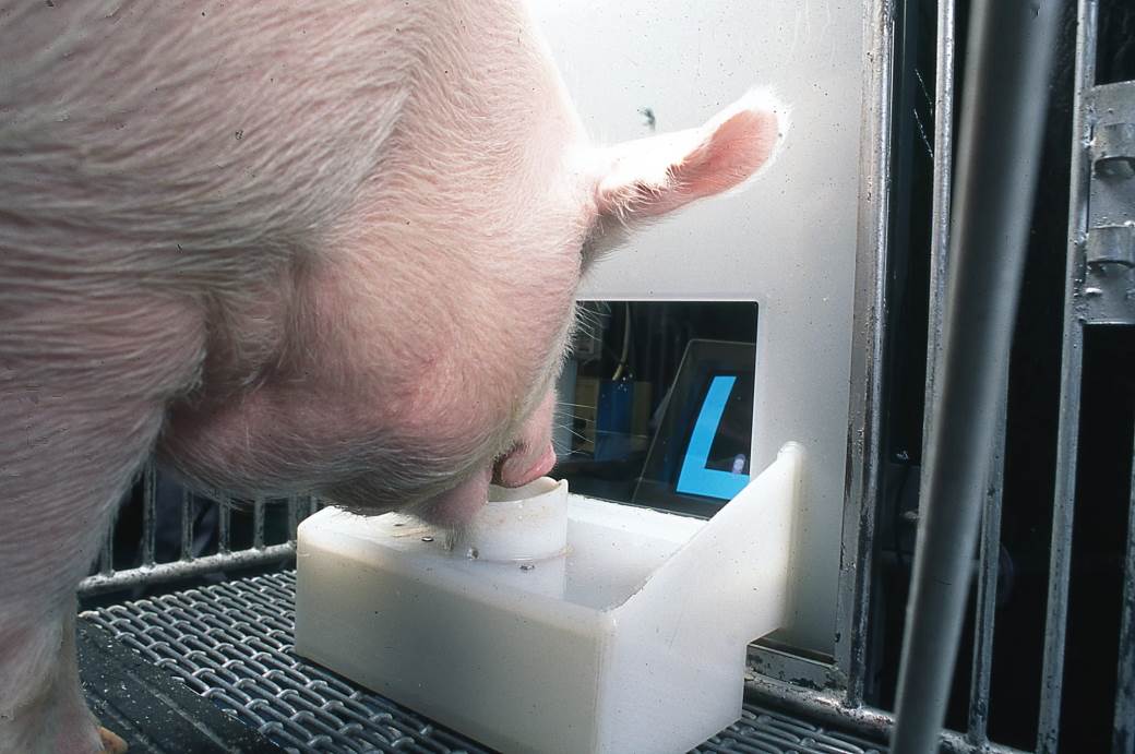  Senzacionalno: I svinje vole da igraju video igre, pogledajte! 