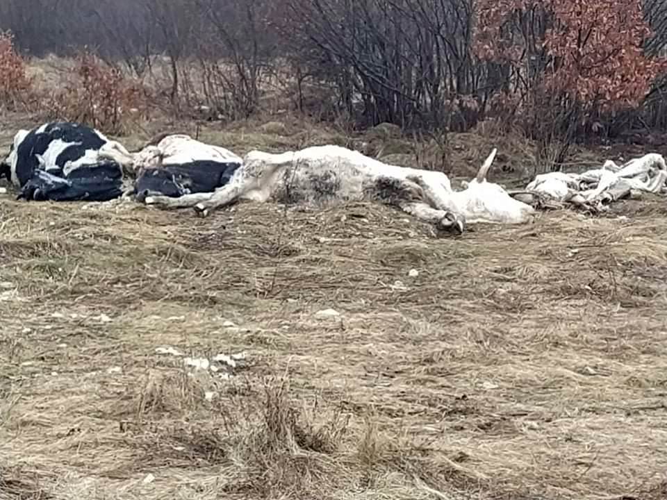  Mještani uočili uginule krave kod Livna, strahuju od zaraze 