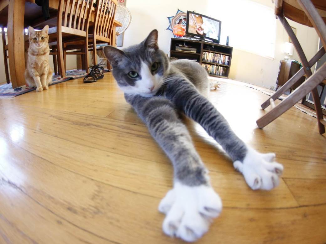  Kako dresirati mačku 