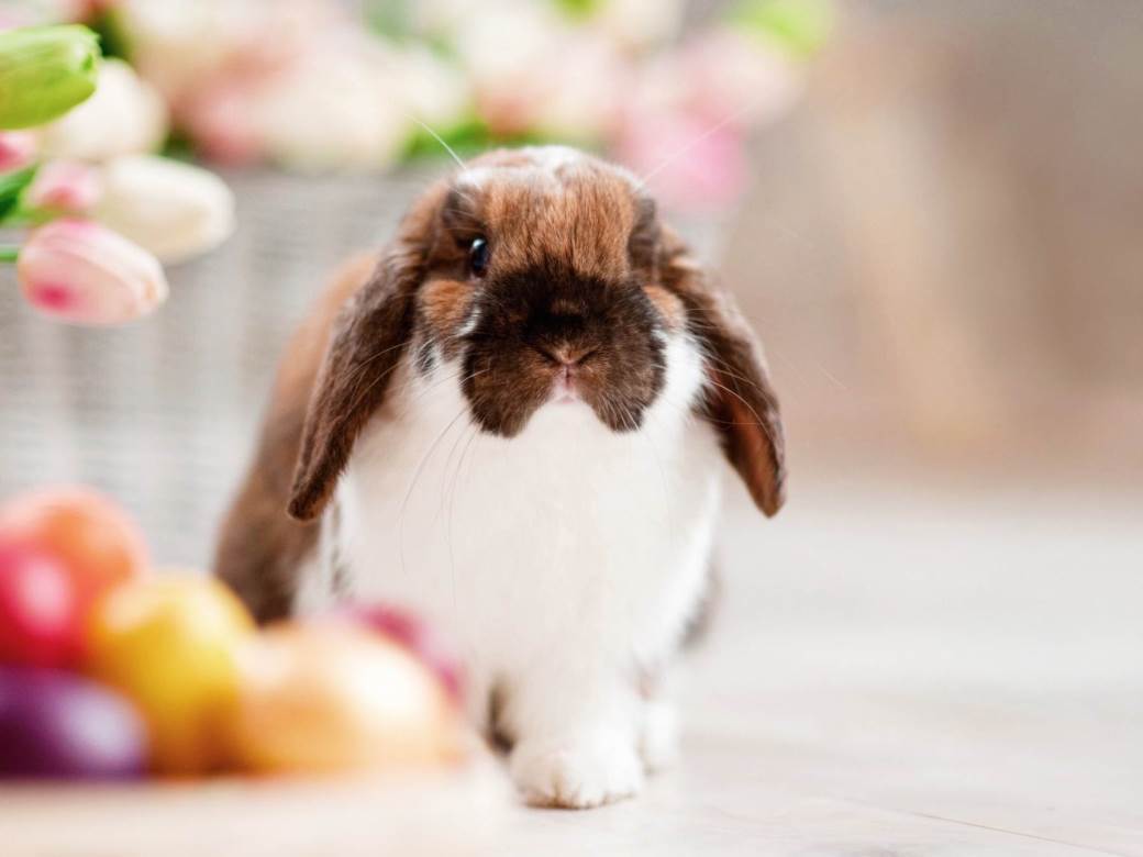  Kunići kao kućni ljubimci: Sve što treba da znate prije nego što ih primite u svoj dom 