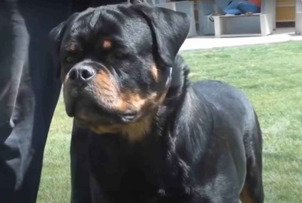  Rotvajler ubio djevojčicu (8), umrla na licu mjesta! Brutalan napad krvoločnog psa kod Ljubljane 