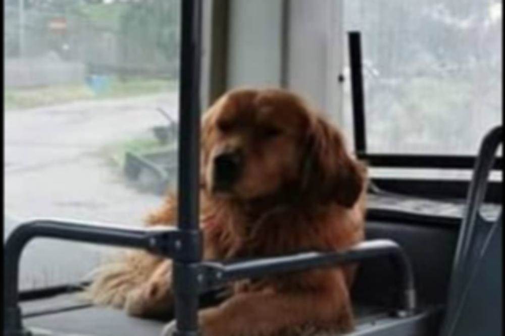  Hit priča iz Beograda: Pas koji se vozi gradskim prevozom dok ga vlasnici traže 