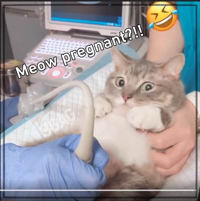  Video koji popravlja dan: Mačke koje su šokirane otkrićem da će dobiti mačiće 