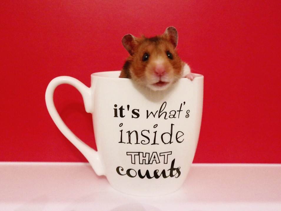  Hrčak: Preslatki ljubimac idealan za starije osnovce i porodice 