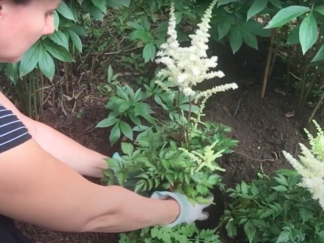  Cvijeće savjeti astilbe ciklama 