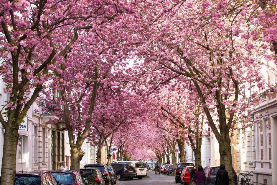  U Japanu procvjetale trešnje najranije u proteklih 1.200 godina 