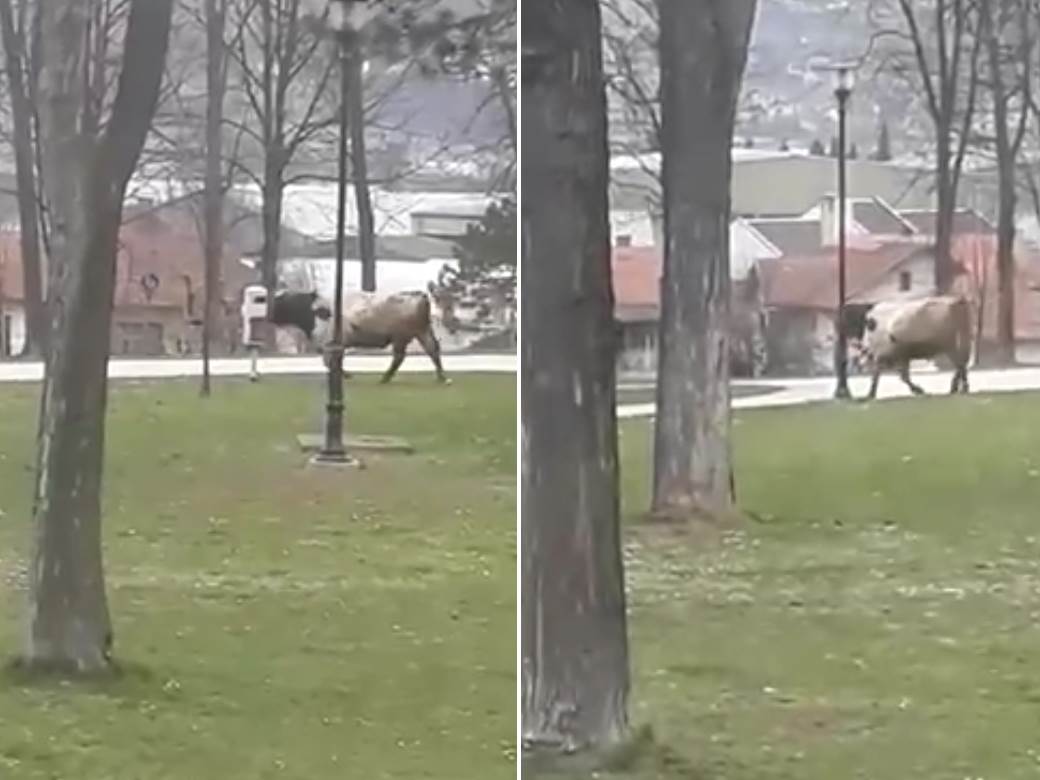  Bik pobjegao iz klanice, sat vremena išao po varošici! 