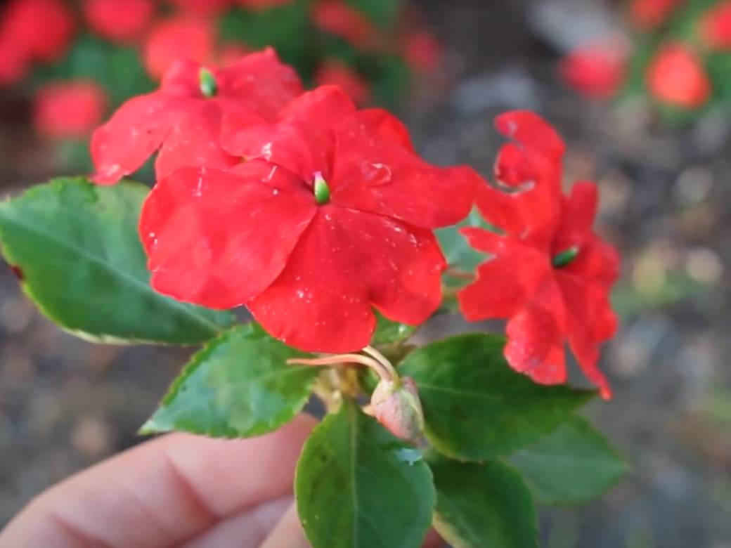  Savršeno cvijeće za stan ili baštu: Ne zahtijeva mnogo truda a uljepšaće svaki prostor, bujno je i raznobojno! 