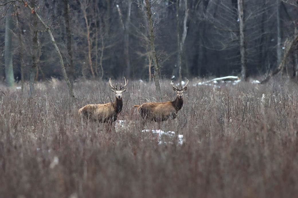  Neobično jeleni u Rusiji idu u krug 