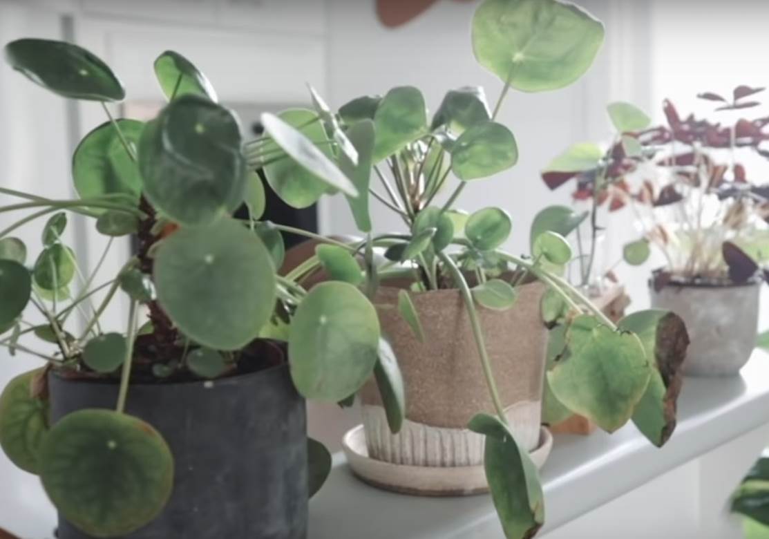  Kako da cvijeće brže raste 