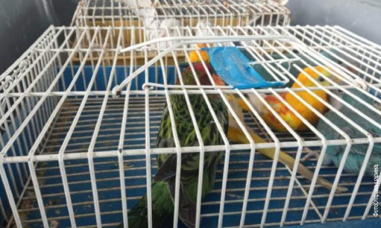  Državljani BiH pokušali prokrijumčariti 45 ptica 