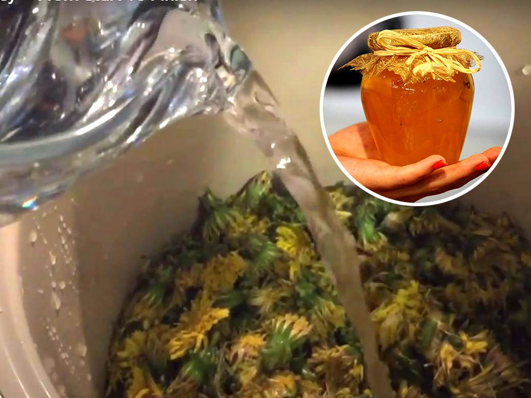  Jača imunitet, čisti krv i jetru, a lako možete da ga napravite sami: Med od maslačka je pravo blago za zdravlje 