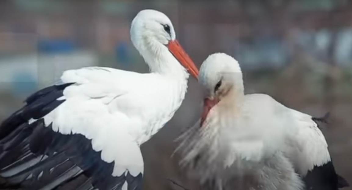  Klepetan pronašao novu rodu 