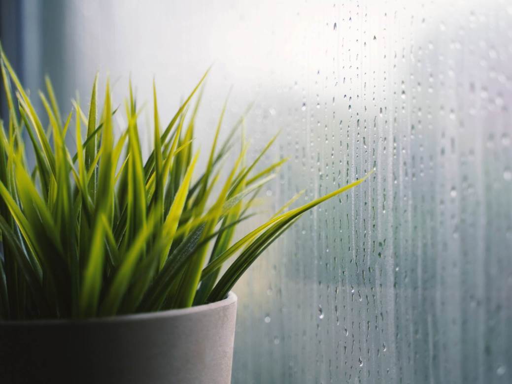  Gdje držati cvijeće tokom zime 