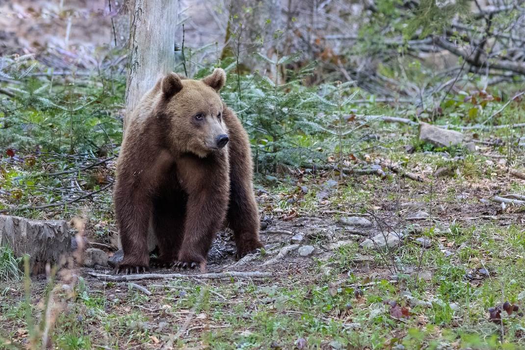  Slovenija lovca napao medvjed 