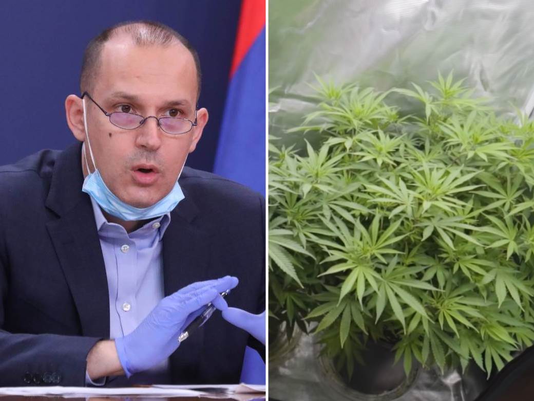 Srbija legalizacija marihuane 
