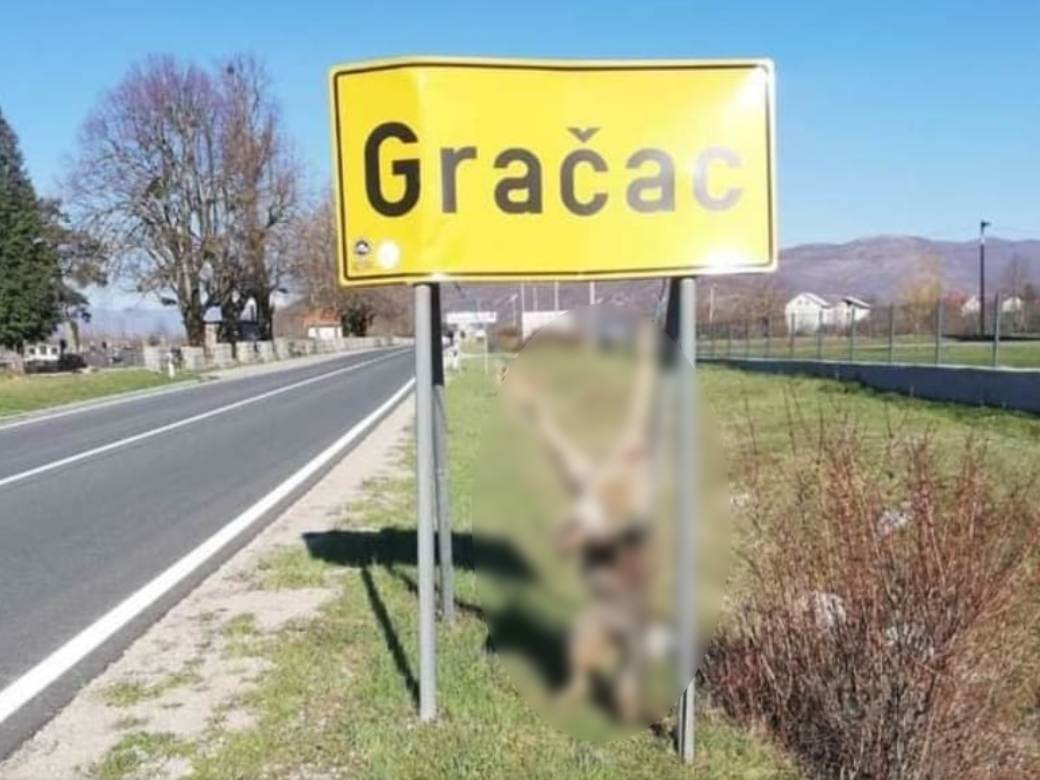  Uznemirujuće: Na ulazu u hrvatski gradić objesili tijelo brutalno ubijene životinje! (FOTO) 