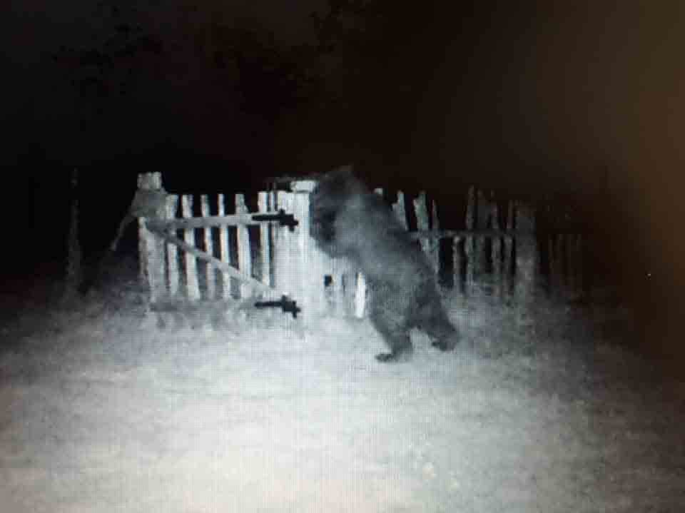  Medvjed ne odustaje: Već treću noć krade med, uništio deset košnica (FOTO) 