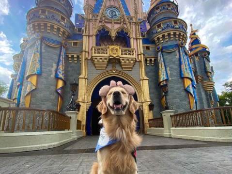  Pas koji obožava Diznilend, a posebno Patka Daču (VIDEO) 