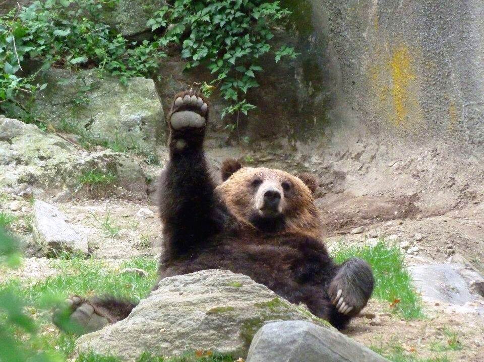  Centar za životnu sredinu: Ako vidite medvjeda, zaustavite automobil i pozovite nadležne! 