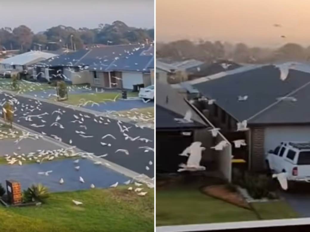  Hiljade papagaja okupiralo grad, stanovnicima zabranjeno da ih taknu! (VIDEO) 