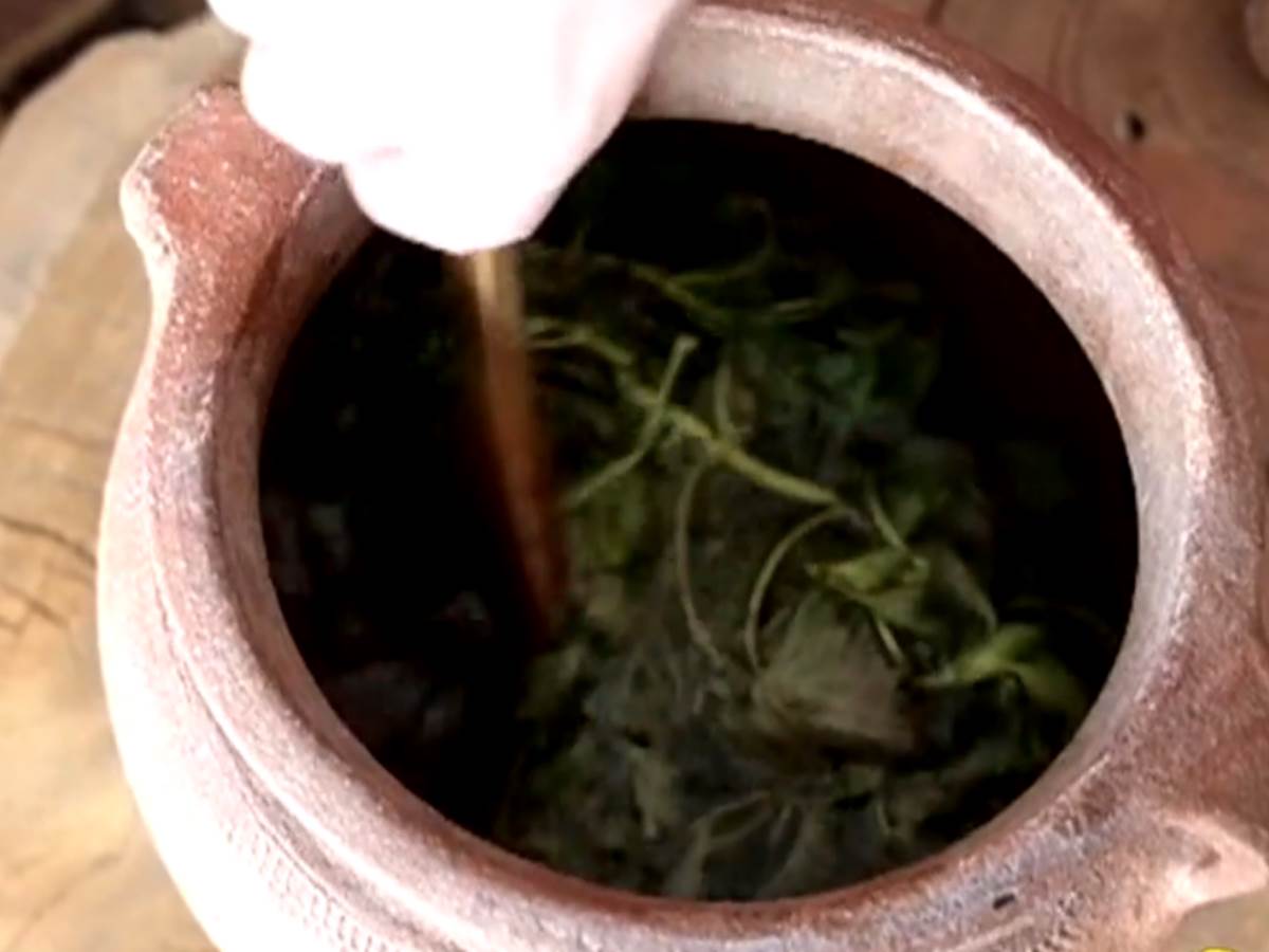  kopriva zdravlje ljekovito bilje biljke 