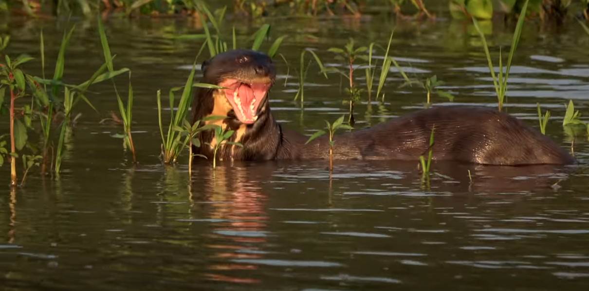  Džinovska vidra Pteronura brasiliensis pronađena u Argentini 