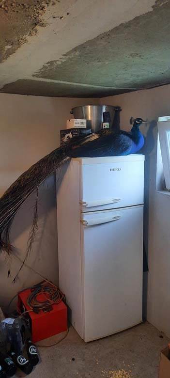  Paun se odomaćio u čačanskom selu: Spava u kotlarnici, a preko dana "visi" na frižideru 