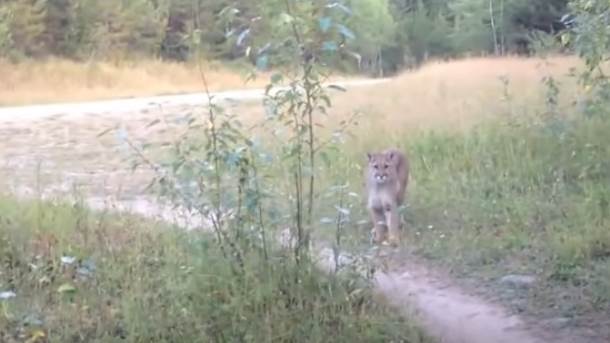  Puma luta hrvatskim Međimurjem?! 