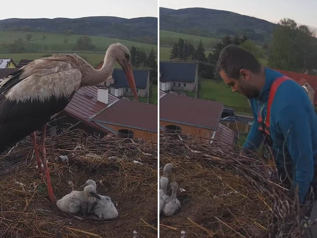 češka. tata roda, preživljavanje 