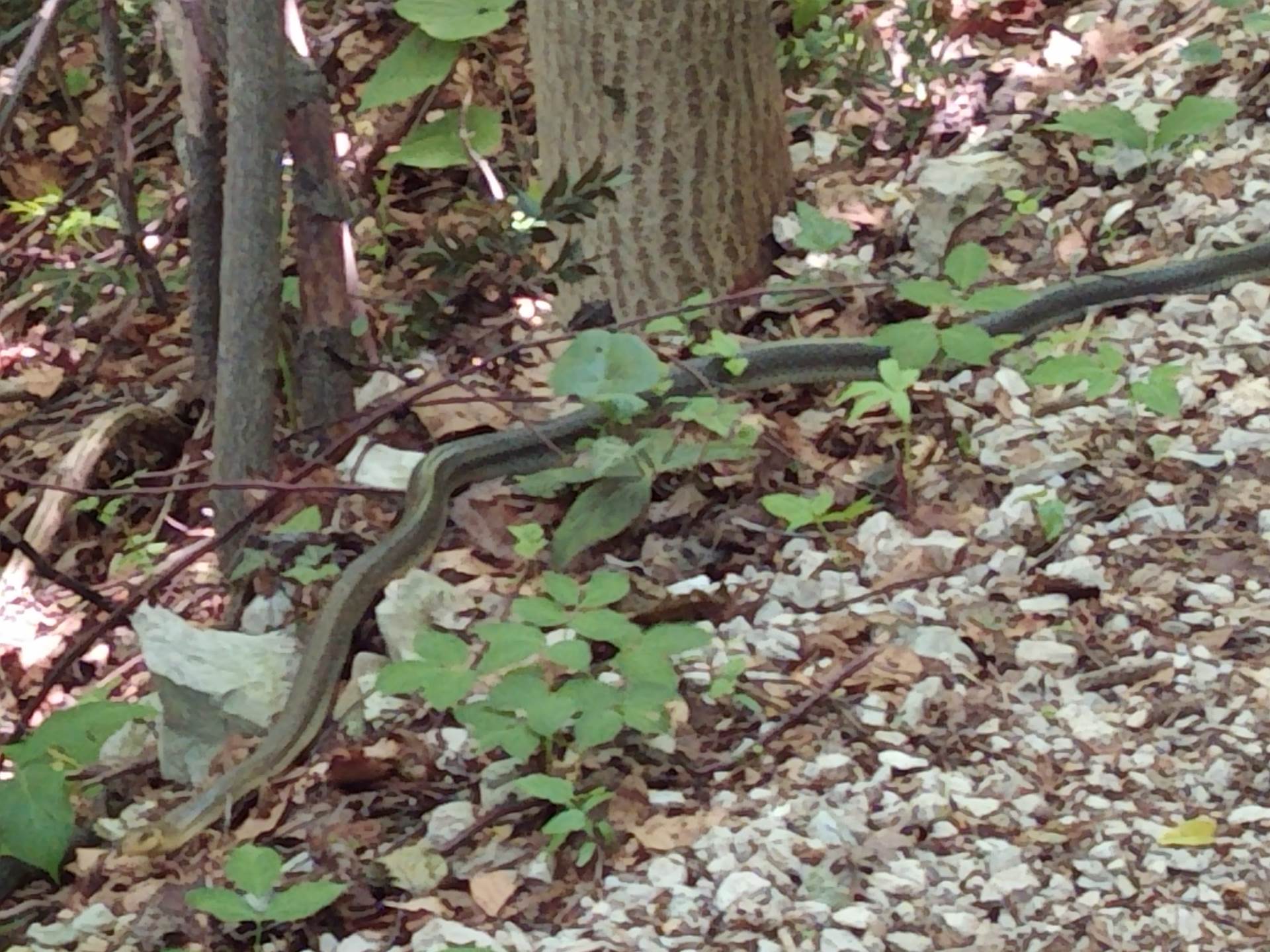  Zmije, nestašica seruma 